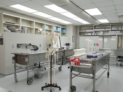 Anatomy lab with metal beds and model skeleton.